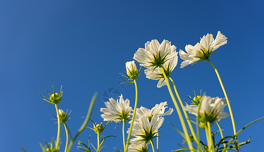 蓝色天空中的白宇宙花朵环境植物活力场地花园日落白色乡村植物学荒野图片