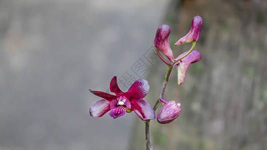 深紫色兰花植物园花瓣热带植物植物群花园图片