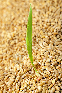 小麦颗粒玉米粮食生长接穗叶子谷物产品幼苗病菌植物图片