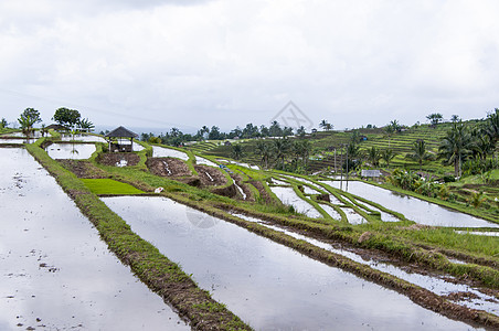 田地有机农业组织农耕梯子旅行食物栽培小屋场地脚步植物谷物环境图片