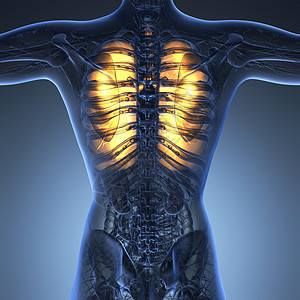 具有发光肺的女性身体的科学解剖学胸部鼻窦女士疾病结核诊断器官呼吸插图生物学图片