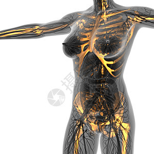 以发光骨骼骨骼X射线对人体进行科学解剖疾病生物骨头药品肩膀生理疼痛肋骨背痛生物学图片