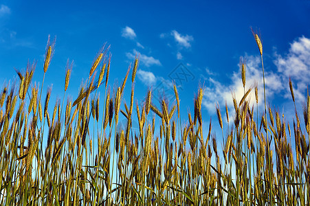 在夏日的天空中 玉米的长耳植物植物群耳朵粮食场地栽培农业图片