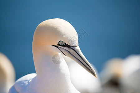 北根网坐在巢上生活尾巴动物群峡湾翅膀殖民地海鸟账单动物蓝色图片