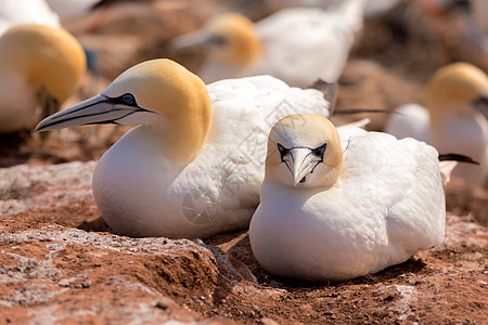 北根网坐在巢上生活海岸荒野海鸟野生动物殖民地翅膀航班峡湾动物群图片