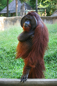 奥兰古人野生动物思维绿色猩猩动物头发荒野灵长类红色棕色图片