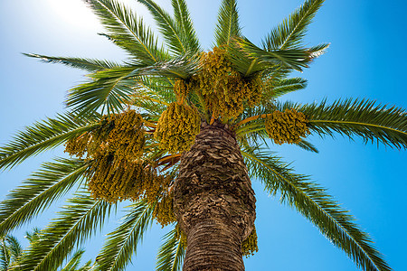 大棕榈树旅游情调叶子旅行天空假期天堂气候植物晴天图片