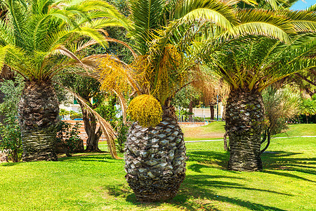 大棕榈树情调叶子晴天季节热带天堂场地蓝色异国阳光图片