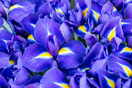蓝色花朵植物花园背景花瓣花粉植物群兰花植物学紫色花束图片
