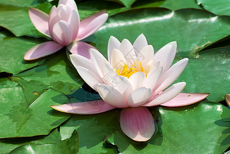美丽的粉红水百合冥想荷花季节植物植物群情调池塘植物学睡莲公园图片