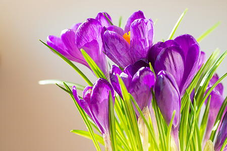 第一朵春花  紫色的花束植物花朵叶子植物群花园花瓣季节野花橙子鸢尾花图片