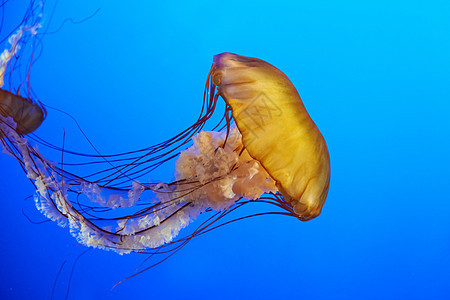 橘子水母橙子海洋动物游泳水族馆生物辉光野生动物蓝色危险图片