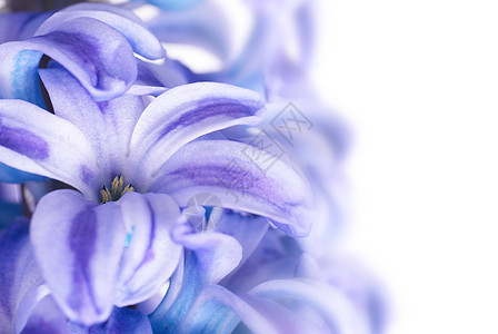 蓝生长植物学花束灯泡季节紫色花瓣植物植物群工作室图片