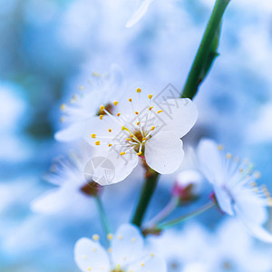 春天开花的白春花樱花花瓣植物群园艺花园叶子天空宏观生活公园图片