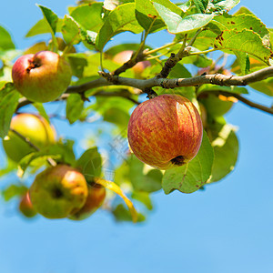 果汁红苹果农场果园健康季节花园食物园艺生长叶子植物图片