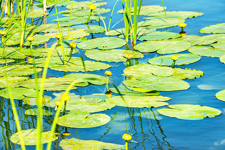 池塘里的水百合植物漂浮公园植物学蓝色花园荷花情调花瓣异国图片
