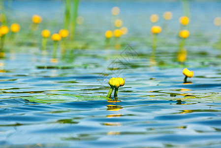 池塘里的水百合异国蓝色情调花园花瓣植物公园植物学冥想漂浮图片