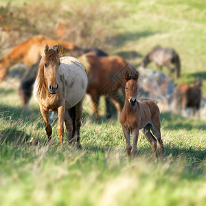 马群野生动物马术动物哺乳动物马匹家畜自由农场天空草地图片