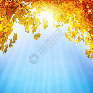 金 黄和橙叶叶子射线金子树叶蓝色生长太阳阳光季节晴天图片