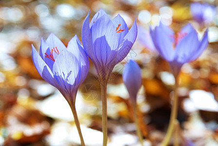 锥体花瓣植物群藏红花橙子紫色花园晴天公园墙纸叶子图片