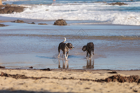 美国斯塔福德郡野狗和小狗活力海滩海洋跑步猎犬乐趣犬类毛皮图片