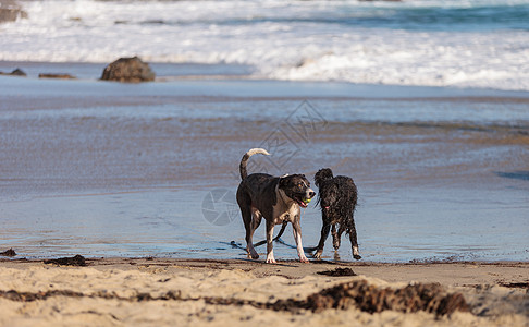 美国斯塔福德郡野狗和小狗乐趣猎犬犬类毛皮海洋海滩活力跑步图片