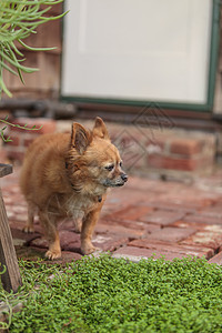 波美拉尼和奇瓦瓦混合狗乐趣犬类闲暇爪子老年宠物肥胖动物玩具图片