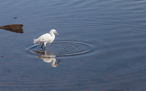 大食鸟 阿迪亚阿尔巴湿地池塘飞行动物沼泽香蒲环境野生动物羽毛白色图片