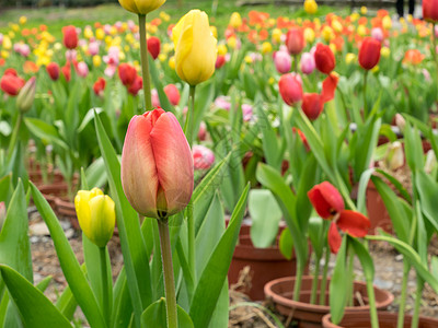 美丽的红色和黄色郁金香花群植物植物群花园团体季节花瓣花束绿色公园郁金香图片
