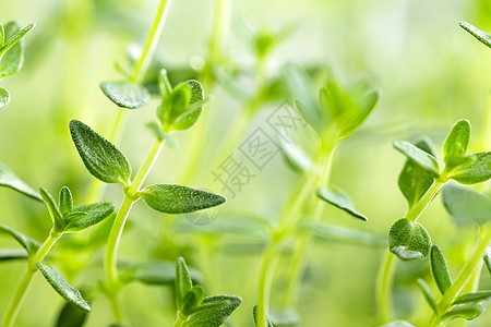 百孔香气绿色味道食物芳香绿化药品花园枝条美食图片