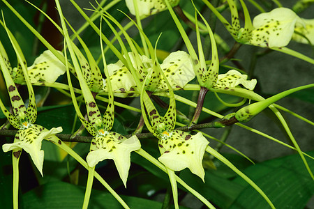 兰花 异国花朵植物情调花园叶子植物学宏观植物群图片