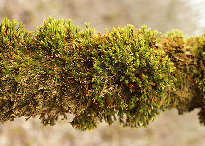 绿苔(Breyophyta)生长在混合森林的树枝上图片