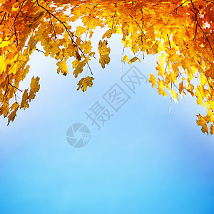 金 黄和橙叶橙子生长金子树木公园植物晴天季节环境叶子图片
