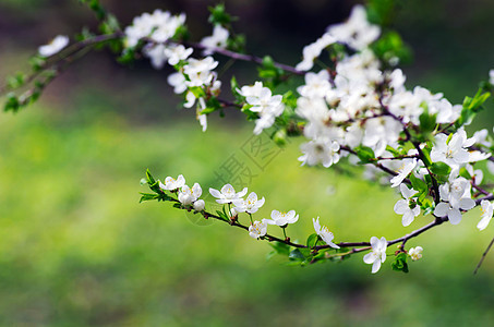 春花背景     绿色河沟的抽象花岗边植物群阳光花瓣园艺宏观太阳叶子植物学雌蕊生长图片