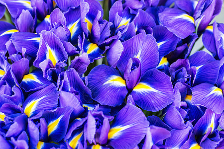 蓝色花朵花园宏观紫色背景植物花瓣兰花植物学叶子植物群图片
