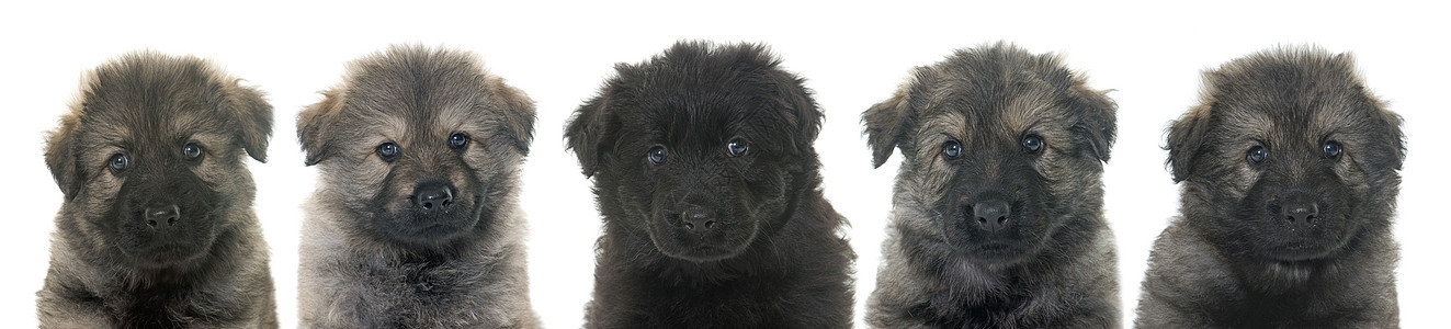 古代德国牧羊犬黑色长发灰色工作室宠物小狗团体动物图片