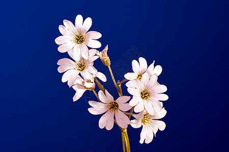 装饰白花绿色花园植物群叶子花瓣白色植物图片