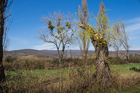 大自然在春天的新力量森林天空生活阳光荒野地平线国家蓝色植被农村图片