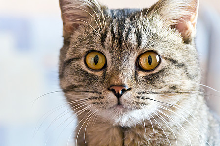黄色眼睛的猫肖像鬓角哺乳动物胡须条纹灰色胡子宠物动物背景图片