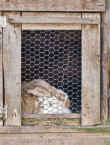 在笼子里的兔子干草毛皮畜牧业农业成人木材摊位农场宠物金属图片