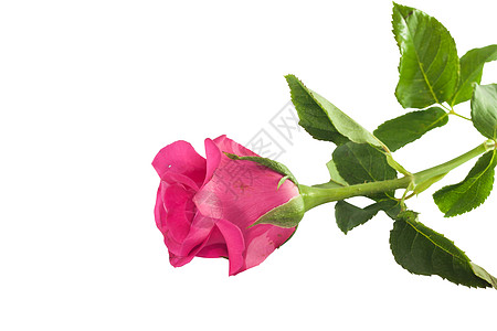 白色背景的单粉色玫瑰背景图片