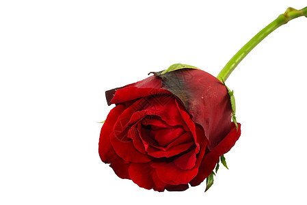 红玫瑰紧贴在白色背景 情人节热带红色气候叶子背景图片