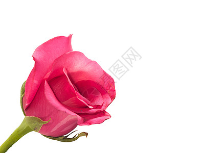 白背景的单粉红玫瑰 情人节背景图片