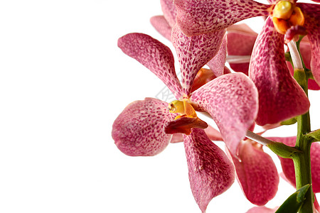 兰花花花头热带粉色花瓣紫色气候花卉静物植物自然背景图片