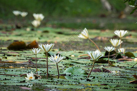白水百里季节场景园艺百合叶子荷花绿色反射生长雨滴图片