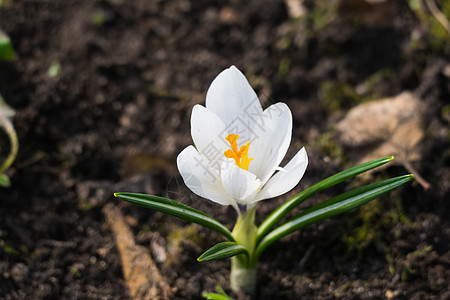 白春花花园蓝色季节绿色叶子宏观花朵植物天空白色图片