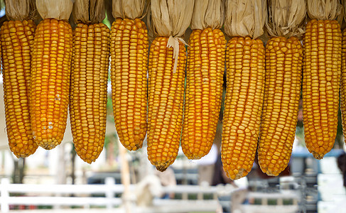 黄干玉米捆包背景蔬菜生产季节农场种子玉米粮食收成农业棒子图片