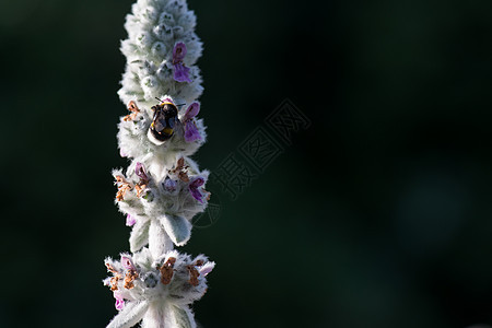 一只大黄蜂从花朵中收集花粉和复制空间的宏毛皮衬套荒野花瓣灌木野生动物花药翅膀正方形生物图片