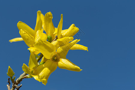 黄色的奥塞西亚花朵园艺植物学花园花瓣枝条植物季节金子传统天空图片