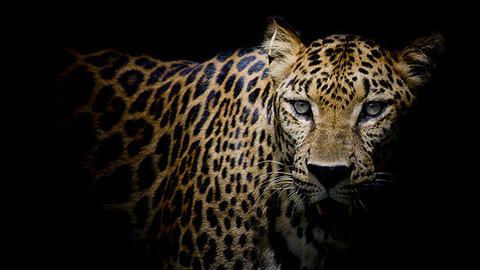 豹式肖像野生动物猫科公园胡须猎人毛皮危险荒野环境哺乳动物图片